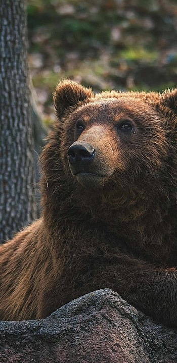 Wild bear, , Nature's power, Untamed spirit HD phone wallpaper
