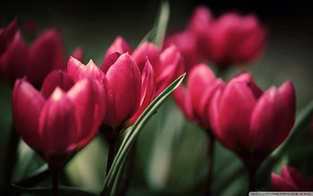 Beautiful Tulips, Beautiful, Tulips, fun, cool, nature, flowers HD wallpaper