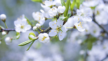 Flowers, Macro, Light, Bloom, Flowering, Light Coloured HD wallpaper