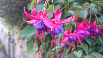 Flowers in the rain, Fuchsia, Flowers, Nature, Rain drops HD wallpaper
