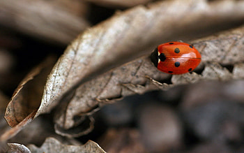 Autumn, Leaves, Macro, Dry, Ladybug, Ladybird HD wallpaper