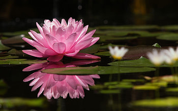 Water Lily, , Monet-inspired, Peaceful scene HD wallpaper