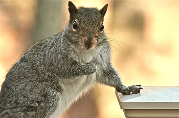 Animals, Squirrel, Sight, Opinion, Animal, Paw HD wallpaper