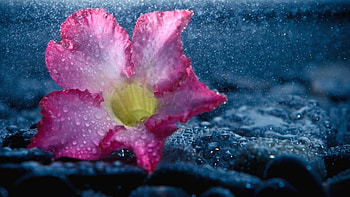 •ღ✿ღ•, drops, pink flower, petals, flower HD wallpaper