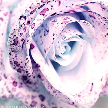 Quiet Lights, quiet, nature, light, flower HD wallpaper