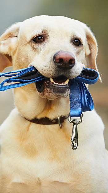 Labrador dog, Funny animal , Heartwarming HD phone wallpaper
