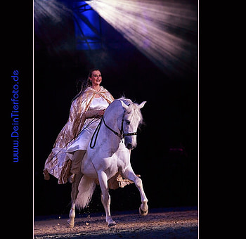 Appasionatta, spanish, andalusian, horses, white, show, dressage HD wallpaper