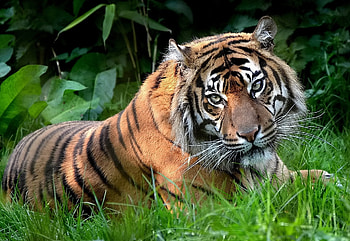 Animals, Grass, To Lie Down, Lie, Predator, Sight, Opinion, Tiger HD wallpaper