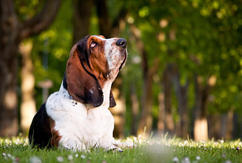 Basset, dog, sweet, animal, dogs, cute, beautiful, puppys, puppy, pretty, animals, lovely HD wallpaper