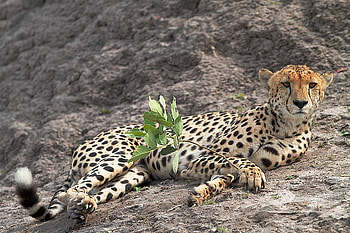 Cheetah, cool HD wallpaper