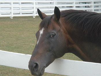 Cigar the Race Horse, race horses, brown horses, arabians, animals HD wallpaper