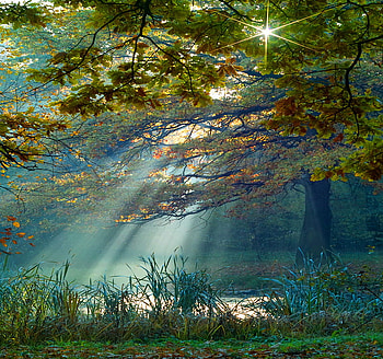 Morning beauty, morning, light, trees, flowers, grass, forest, sun rays HD wallpaper