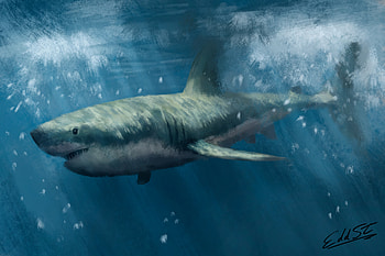 Art, Sea, Predator, Under Water, Underwater, Shark HD wallpaper