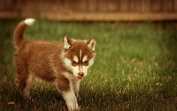 Animals, Grass, Stroll, Playful, Puppy HD wallpaper