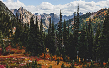 forest mountain, fun, cool, nature, forest, mountain HD wallpaper
