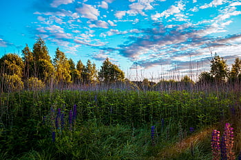 Idyllic summer landscape in Belarus featuring vibrant lupines under a bright blue sky. HD wallpaper