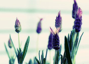 Spanish Lavender, spanish, putple, lavender, green, nature, flowers HD wallpaper