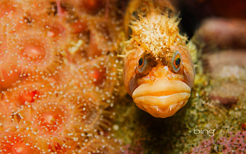 Close-up of a Coralline Sculpin fish camouflaged underwate, Up, Of, a, Close, Sculipin, Fish, Coralline HD wallpaper
