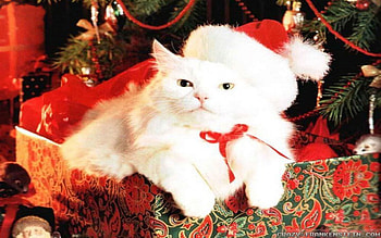 Cat by the Christmas tree, white, gifts, cat, feline, hat, tree HD wallpaper