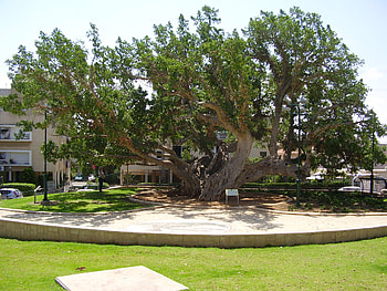 Old Sycamore Tree, Netanya Israel, Public Domain HD wallpaper