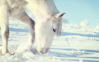 Animals, Horses HD wallpaper
