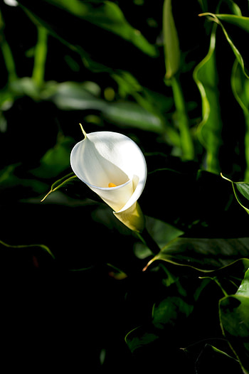 Flowers, Leaves, Flower, Calla, White-Breaker HD phone wallpaper