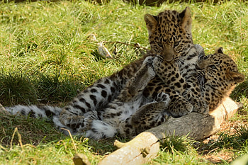 Animals, Leopards, Game, Cubs, Kittens HD wallpaper