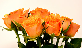 Roses, orange, flowers, bouquet HD wallpaper