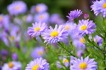 Close-up of vibrant purple asters blooming in a garden setting, showcasing nature's beauty. HD wallpaper