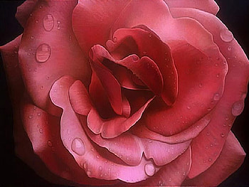 For My Little Sis Luiza, rose, sister, painting, luiza, beautiful, mauve, lovely HD wallpaper