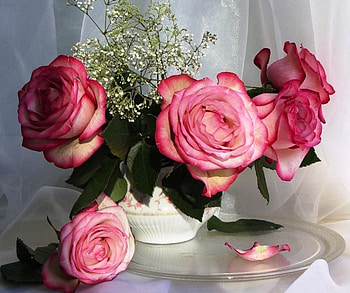 Still life for my friend Alexandra66 (Alexandra ), colorful, bouquet, color, roses, vase, beautiful, fresh, still life, pink, delicate, nature, flowers HD wallpaper