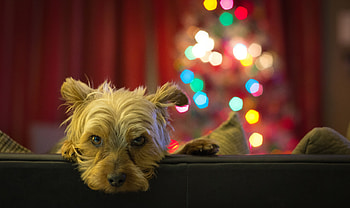 Animals, Glare, Dog, Muzzle, Sadness, Sight, Opinion, Sorrow HD wallpaper