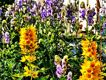 My Grandmother's Garden, Yellow, Flower, Color, Garden HD wallpaper