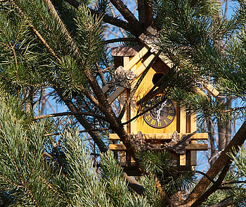 home on time, art , birds house, pinetree, old clock, nice HD wallpaper
