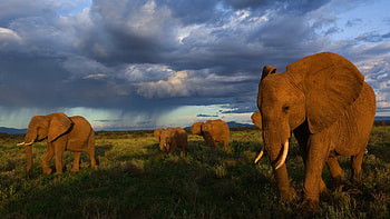 Elephants Walking, elephant, animals HD wallpaper