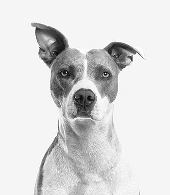 Minimalist black and white portrait of a cute terrier showcasing its smart expression. HD phone wallpaper