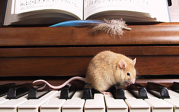Animals, Rodents HD wallpaper