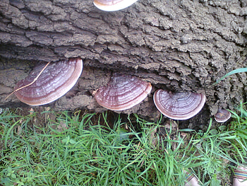 Red Reishi, Ganoderma lucidum, Mushrush fungi, Specialists HD wallpaper