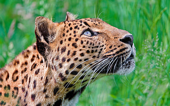Animals, Grass, Jaguar, Leopard, Stroll HD wallpaper