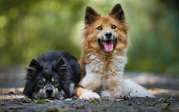 Dogs, animal, puppy, boy, friend, good HD wallpaper