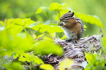 Animals, Food, Grass, Leaves, Chipmunk HD wallpaper