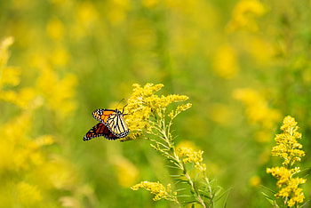 Animals, Flowers, Pattern, Blur, Smooth, Butterfly, Wings HD wallpaper