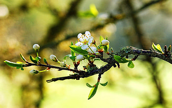 Macro, Light, Bright, Bloom, Flowering, Light Coloured HD wallpaper