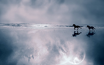 Animals, Landscape, Horses, Sea HD wallpaper