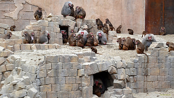Barbaras monkey clan, Captivating baboons, wildlife , Monkey madness HD wallpaper
