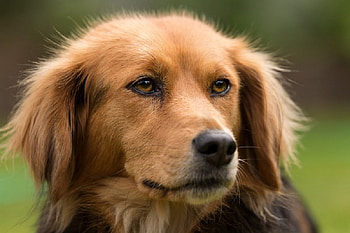 Dog, sweet, animal, dogs, cute, beautiful, puppys, puppy, pretty, animals, lovely HD wallpaper