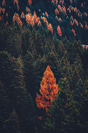 Pine forest, tree, fall, nature HD phone wallpaper