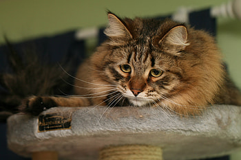 Animals, Cat, Fluffy, Sight, Opinion, Watch, To Watch HD wallpaper