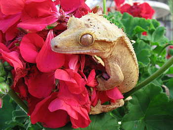 Hanging on, clinging to flowers, garden, reptile, lizard HD wallpaper