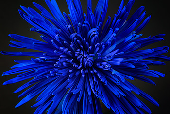 Petals, Flower, Macro, Bud HD wallpaper